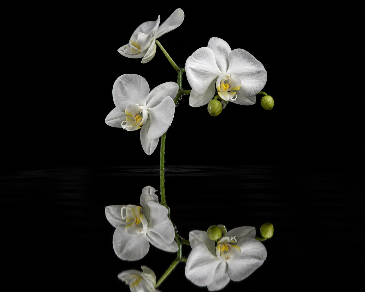 White orchids reflected on a black surface.