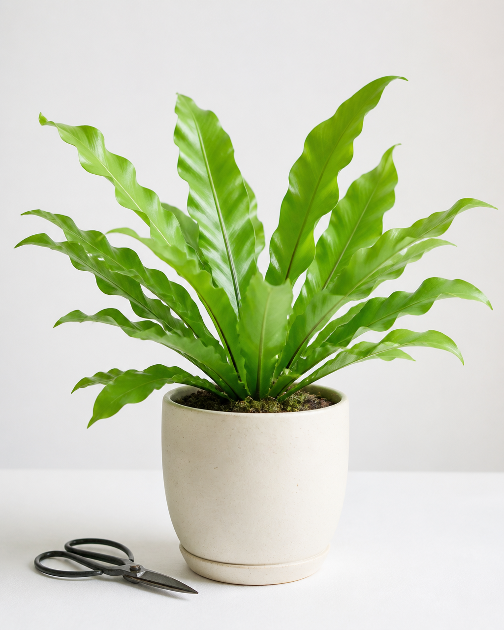 Bird's nest fern