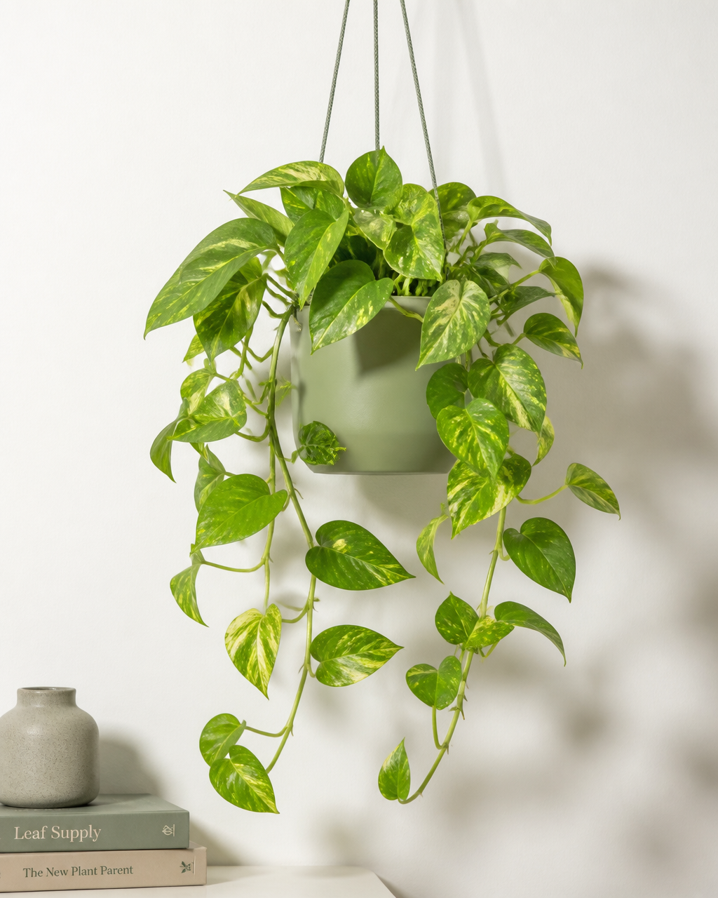 Golden pothos
