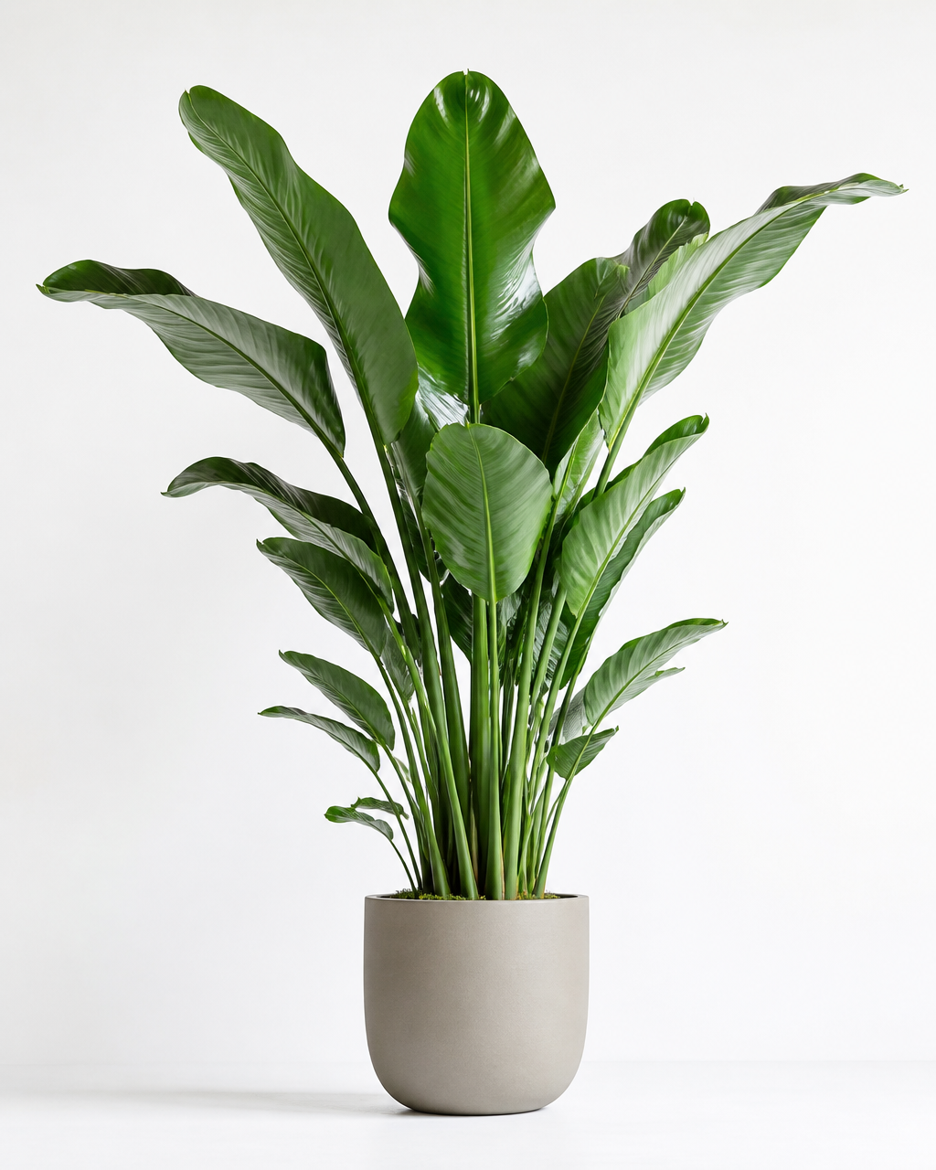 Tall floor plant