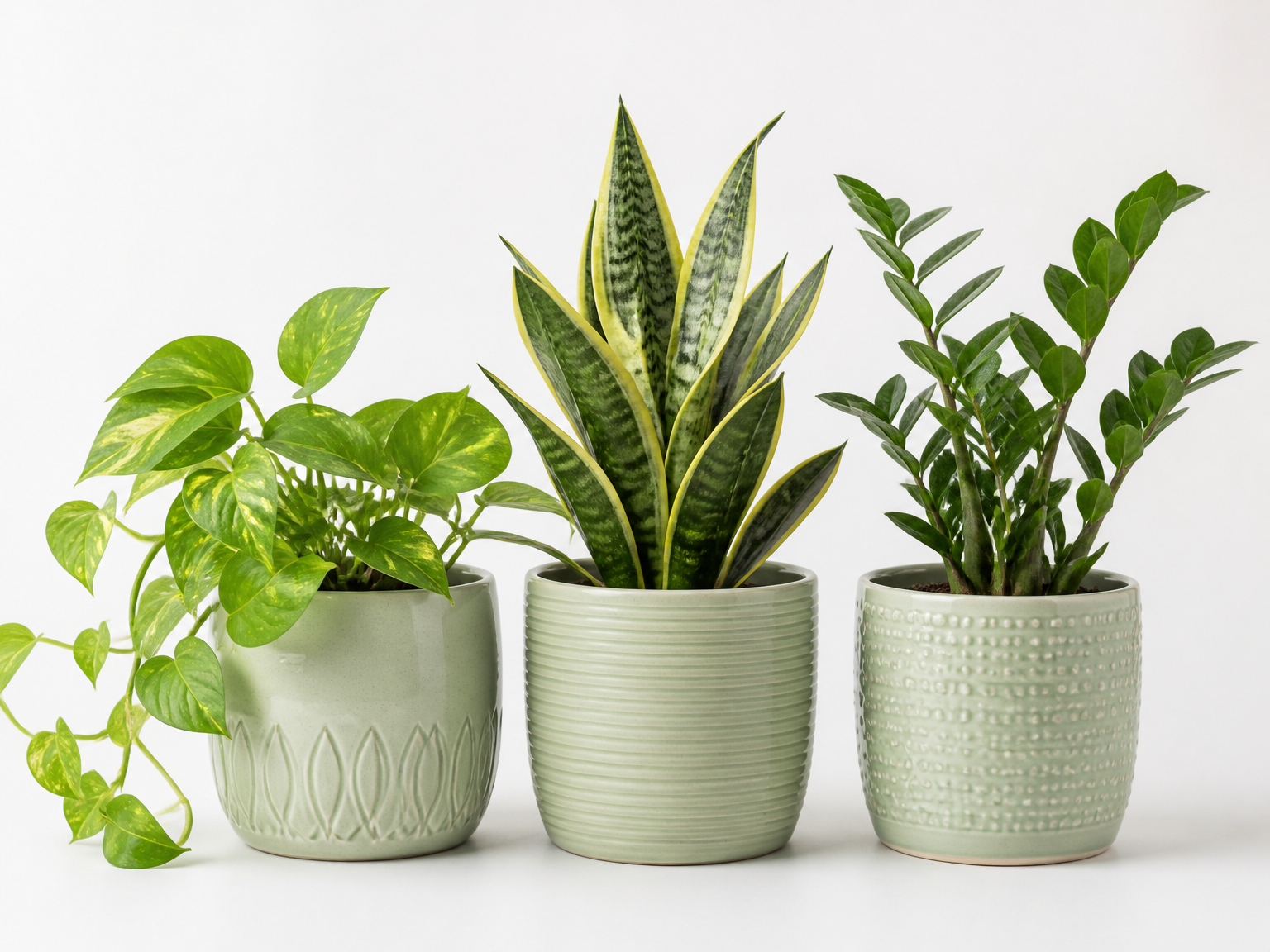 Three starter plants in pale planters