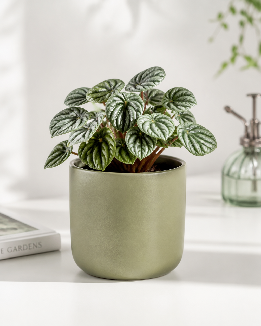 Small plant in sage pot