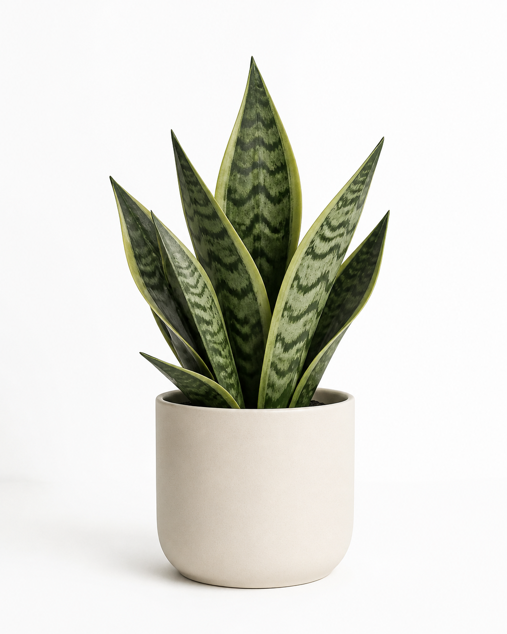 Snake plant