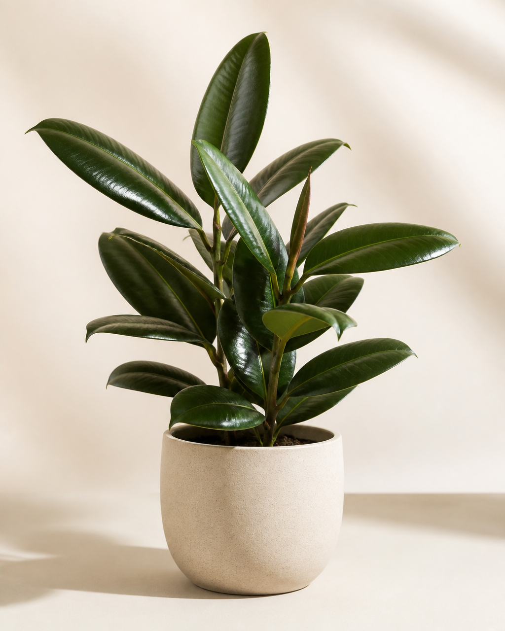 Rubber tree plant in a cream pot