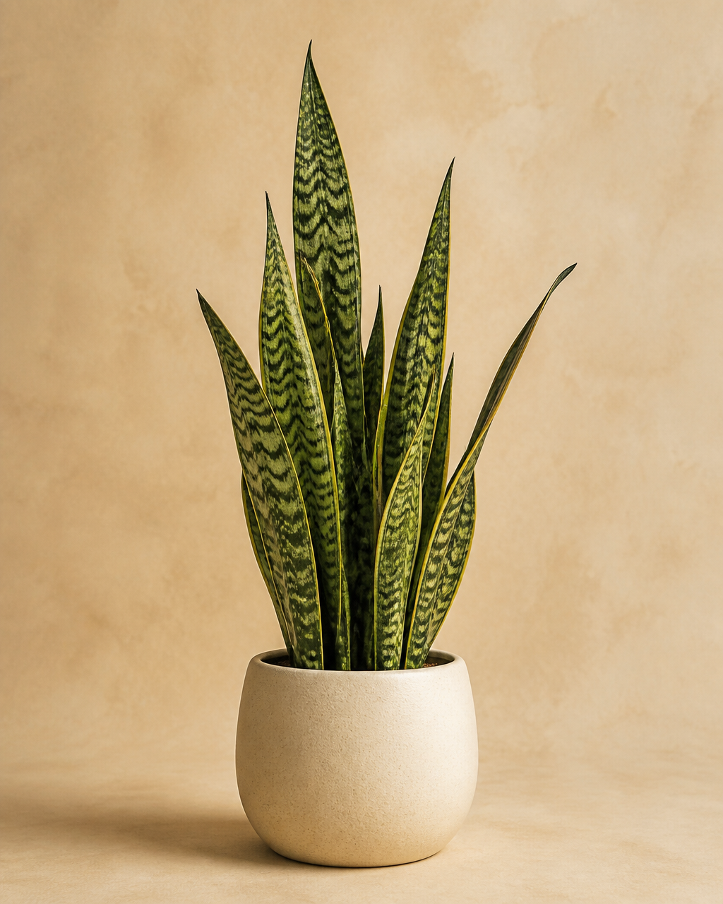 Snake plant in a small cream pot